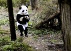 Image: Scientists dress up as Pandas to save Pandas