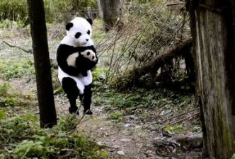 Read Scientists dress up as Pandas to save Pandas