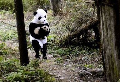 Image: Scientists dress up as Pandas to save Pandas